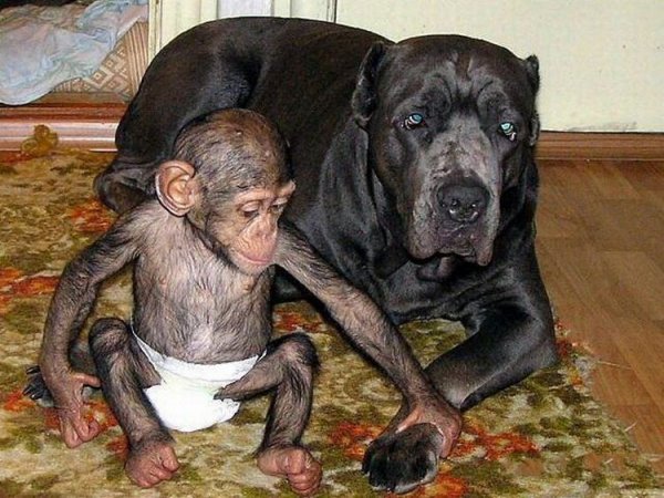 Новая мама для обезьянки