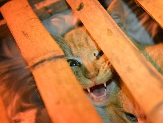 Тысячи кошек были спасены от съедения в Китае