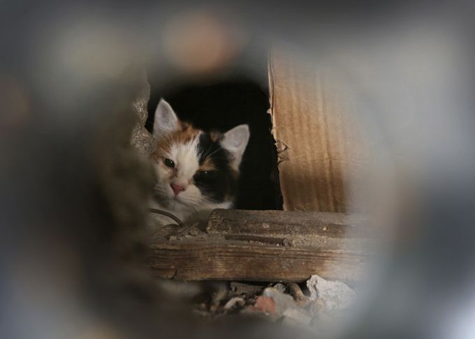 Как минские коммунальщики заживо хоронят котов