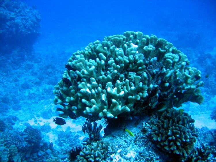 Сказка кораллового рифа