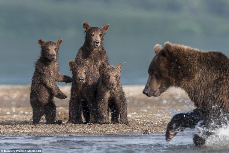 Медведица учит медвежат ловить рыбу