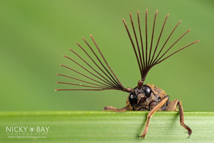 Удивительные макрофотографии сингапурских насекомы