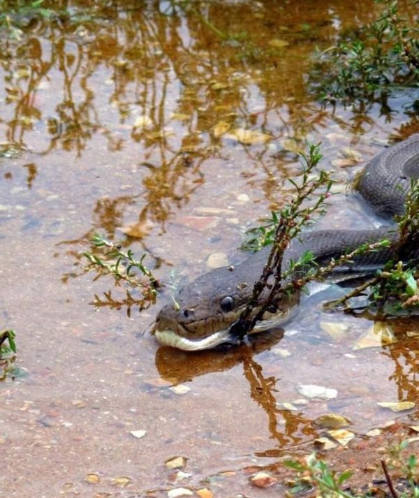 В Австралии змея съела крокодила