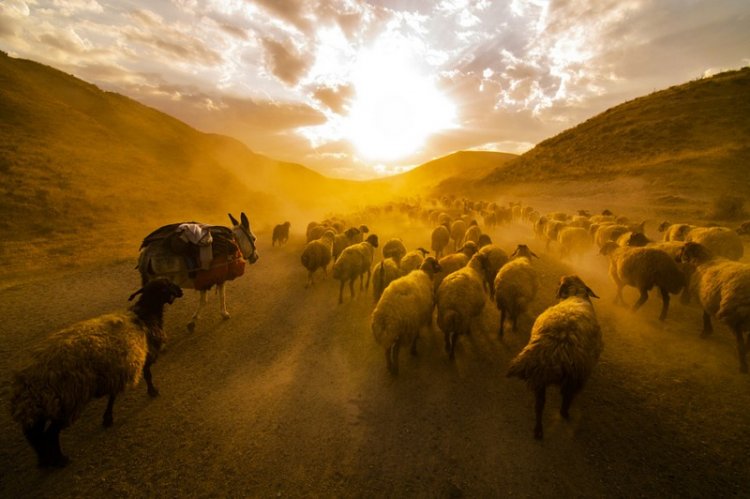 Очаровательные и эпические фотографии овец