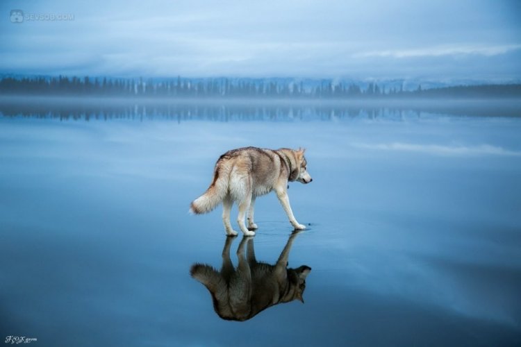 Сибирские хаски гуляют по озеру