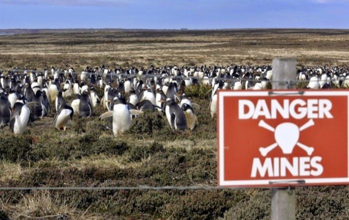 Заминированный остров пингвинов