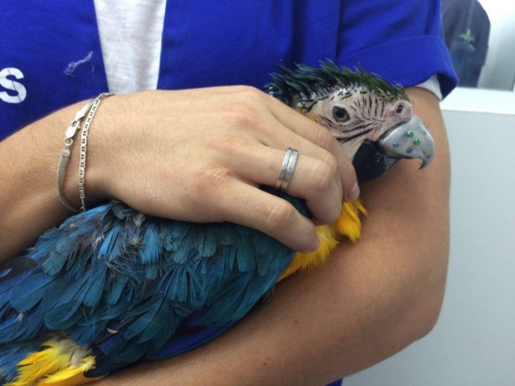 Ветеринары распечатали попугаю новый клюв