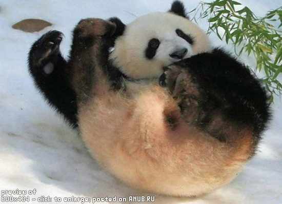 Забавная панда