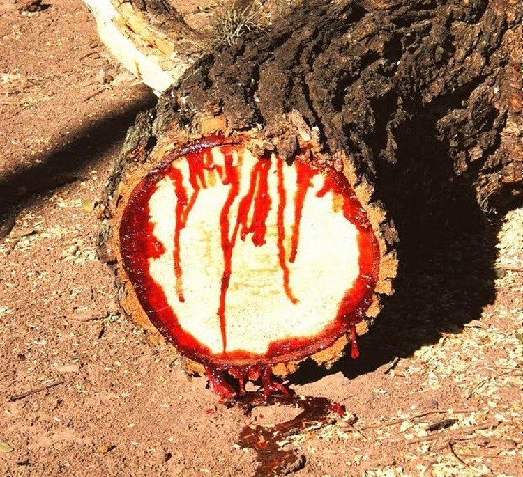 Дерево, истекающее кровью