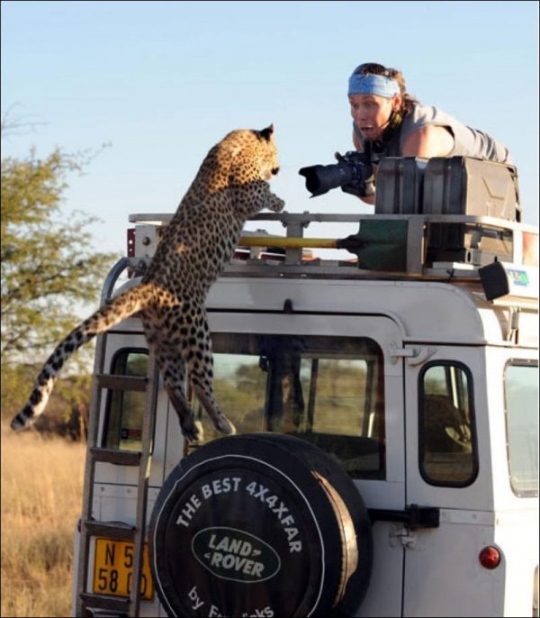 Леопард напугал фотографов