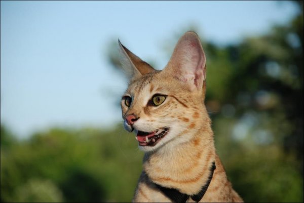 Саванна – самая крупная из домашних кошек