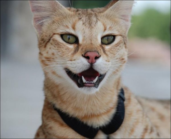 Саванна – самая крупная из домашних кошек