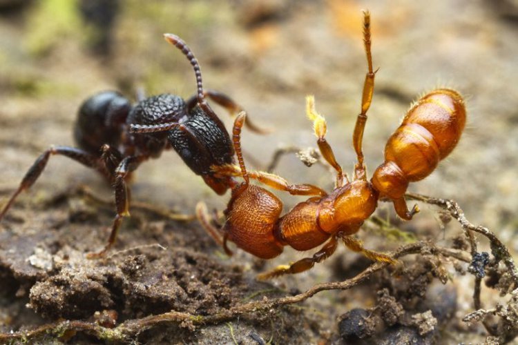 Худшие враги муравьев — другие муравьи
