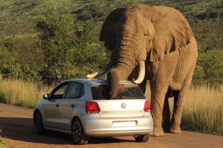 Слон убедился, что автомобиль — лучшая чесалка