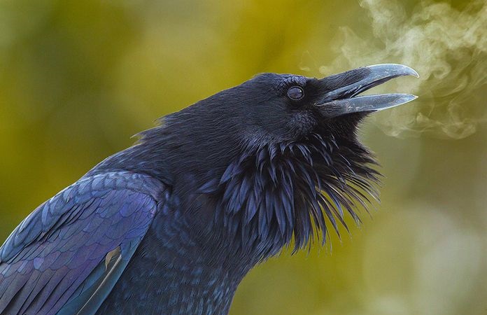 Удивительные факты о воронах ← Интересное чтиво на Ануб.Ру