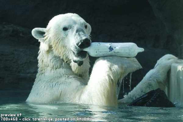 Белые медведи со своими игрушками