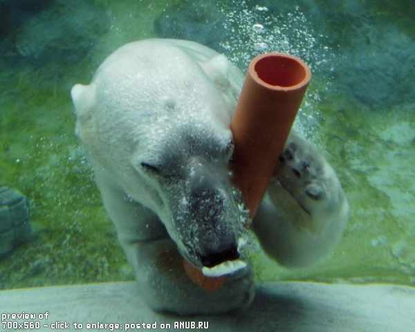 Белые медведи со своими игрушками