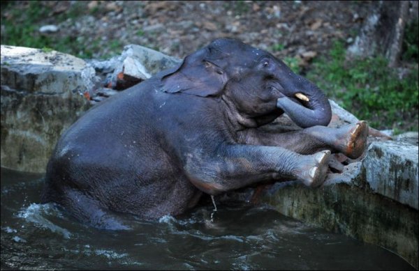 Слоненок залез в бассейн