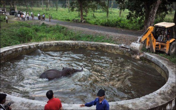 Слоненок залез в бассейн