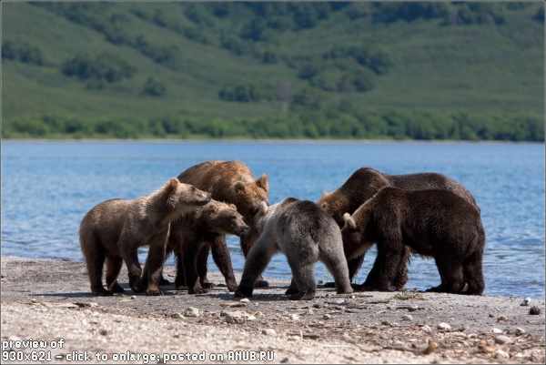 Камчатские медведи