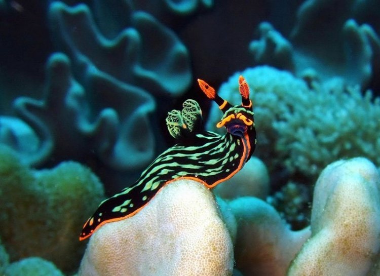 Удивительная красота морских моллюсков