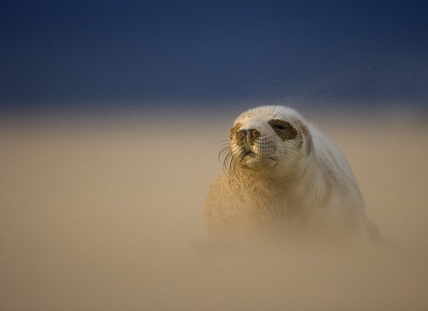 Конкурс "British Wildlife Photography"