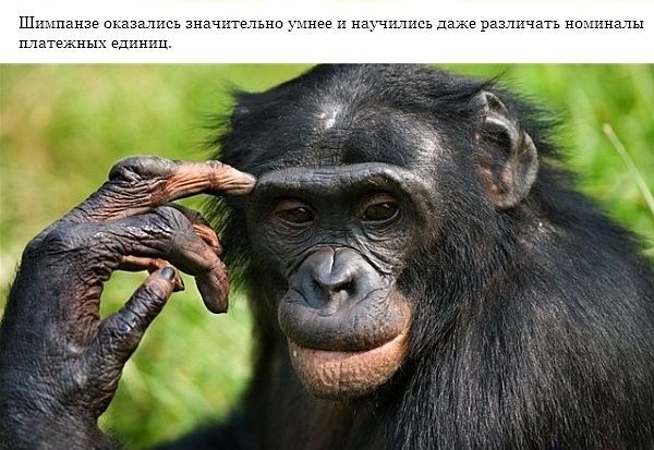 Шимпанзе похожи на людей