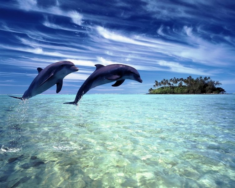 Дельфинов признали личностями