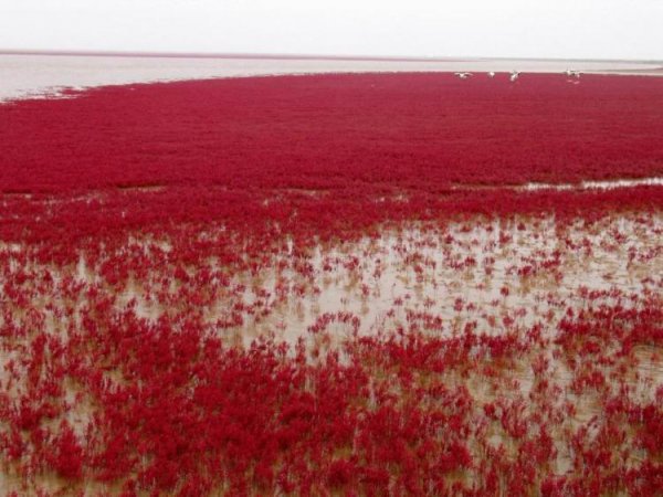 Красный пляж в Китае