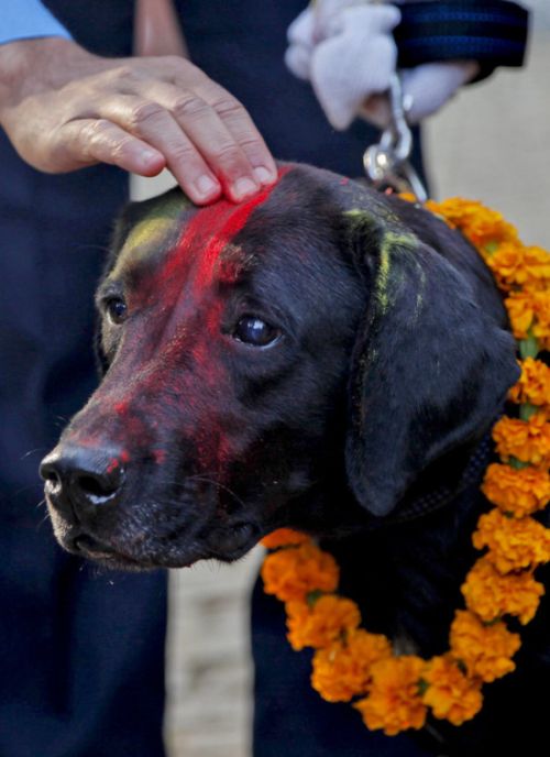 Кукур Тихар — непальский праздник почитания собак