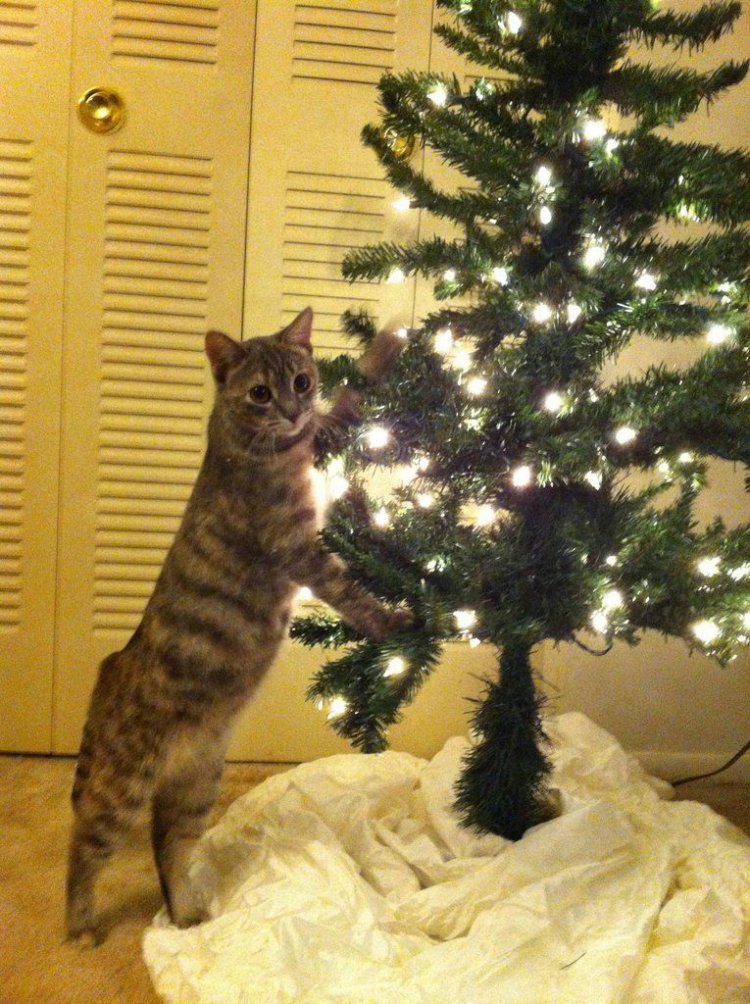 Как защитить новогоднюю елку от кота