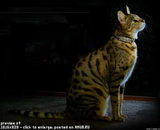 Ашера — самая большая домашняя кошка в мире