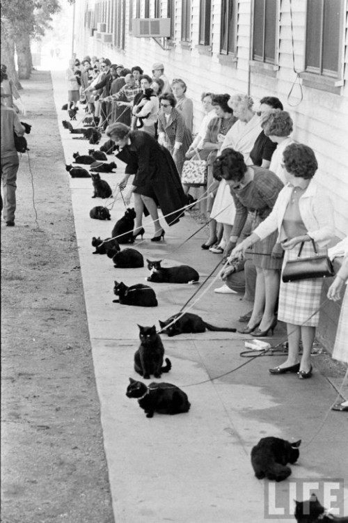Кастинг черных котов