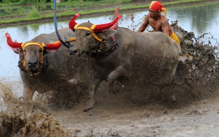 На острове Суматра прошли ежегодные гонки на быках