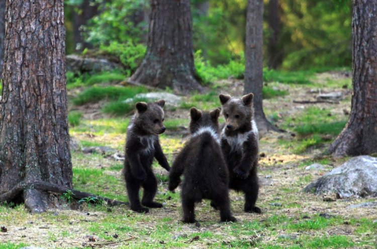 Медвежата в Финляндии водят хоровод