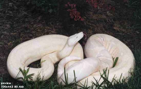 Животные-альбиносы
