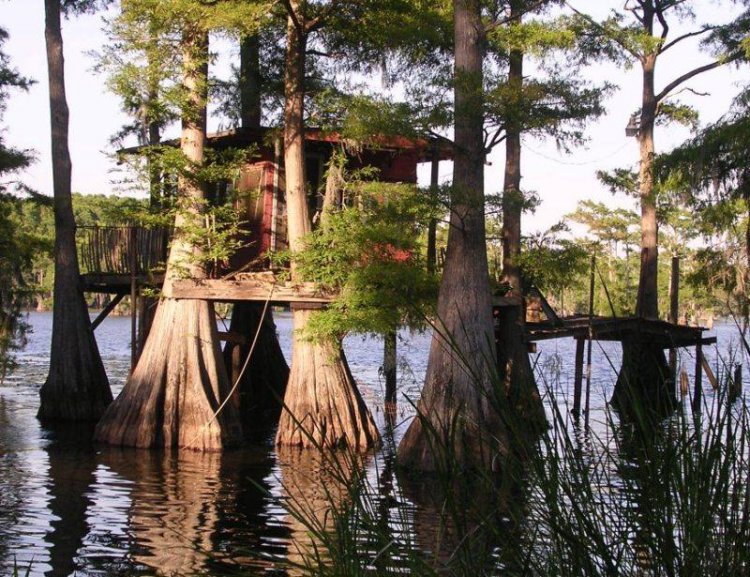 Фантастические кипарисы на озере Каддо