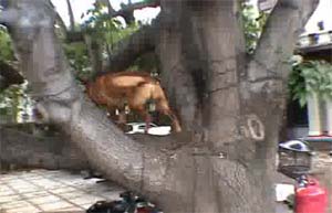 Собаки не лазают по деревьям?