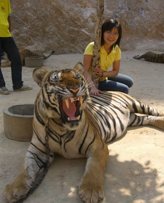 Ручные тигры тайского зоопарка