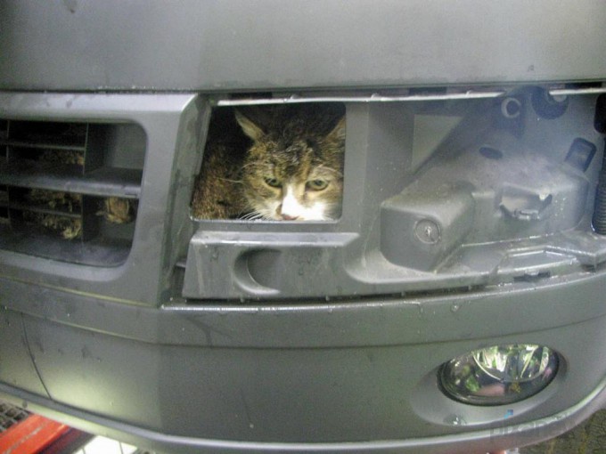 Кошка пережила душ в автомойке