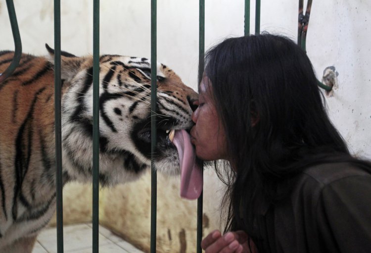 Дружба с бенгальским тигром