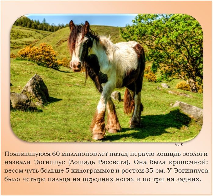 Подборка познавательных фактов о лошадях ← Интересное чтиво на Ануб.Ру