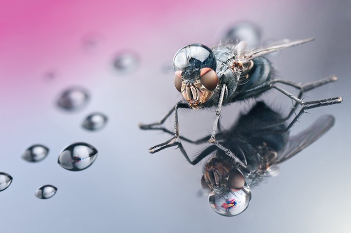 Удивительные макрофотографии насекомых