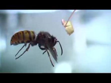 Бомбардировка насекомых тортами ← Видео на Ануб.Ру