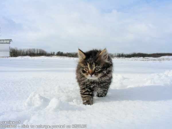 Котейки в снегу
