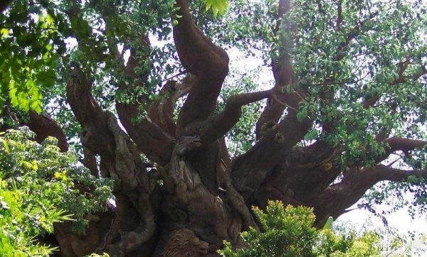 Сказочное дерево