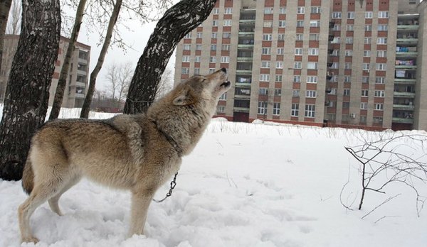 Девушка выгуливает своих волков среди жилых домов