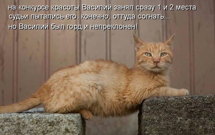 Прикольные котоматрицы