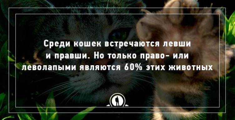 10 интересных фактов о кошачьих ← Мобильный мир на Ануб.Ру