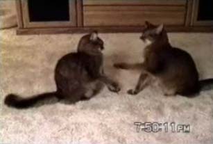 Пятничное видео: Нарезка смешных роликов про кошек